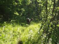 Youri - Ecrins 2005 016